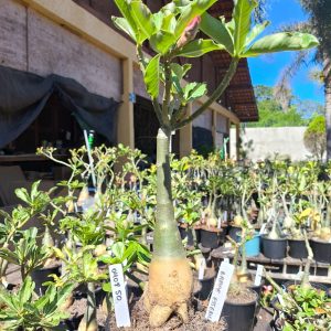 0408 50 Rosa do Deserto Grape Essence