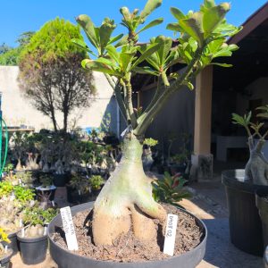 0408 02 Baobá Medusa Flor Roxa