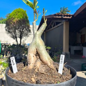 0408 03 Baobá Dakota