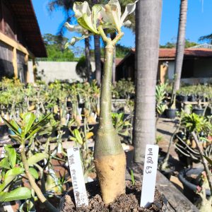 0408 63 Rosa do Deserto Variegata Porcelana