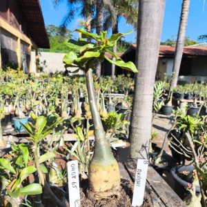 0408 65 Rosa do Deserto Akachi