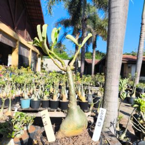 0408 67 Rosa do Deserto KR54