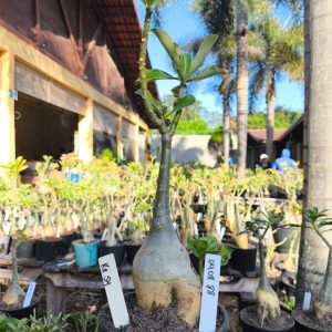 0408 88 Rosa do Deserto KR54