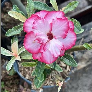 Pré Venda - Rosa do Deserto Variegata Ice
