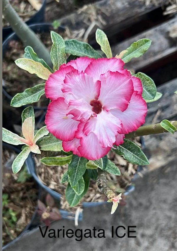 Pré Venda - Rosa do Deserto Variegata Ice