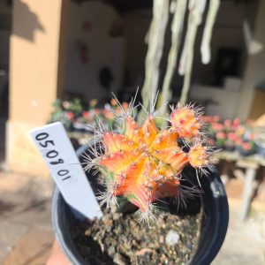 0508 01 Cacto Gymnocalycium Multicolor