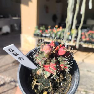 0508 02 Cacto Gymnocalycium Multicolor