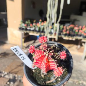 0508 03 Cacto Gymnocalycium Multicolor