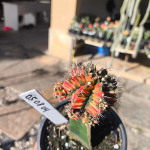 0508 04 Cacto Gymnocalycium Multicolor