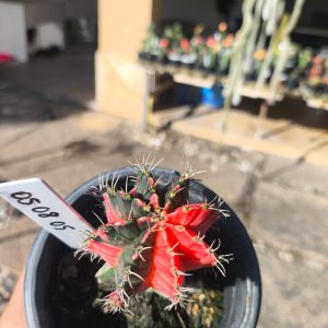 0508 05 Cacto Gymnocalycium Multicolor