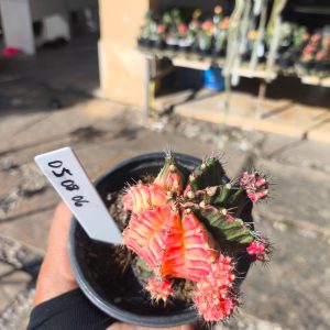 0508 06 Cacto Gymnocalycium Multicolor