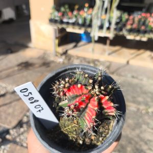 0508 07 Cacto Gymnocalycium Multicolor