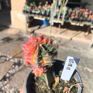 0508 08 Cacto Gymnocalycium Multicolor