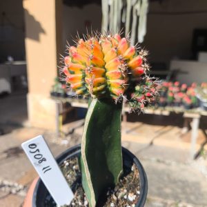 0508 11 Cacto Gymnocalycium Multicolor