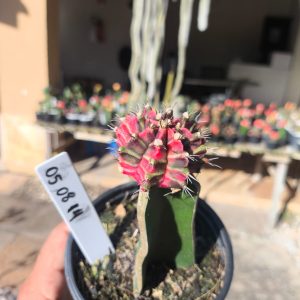 0508 14 Cacto Gymnocalycium Multicolor