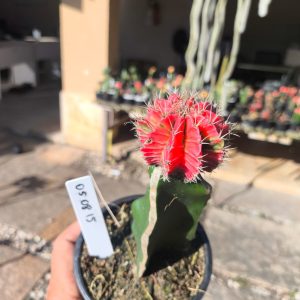 0508 15 Cacto Gymnocalycium Multicolor