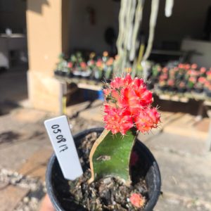 0508 17 Cacto Gymnocalycium Multicolor