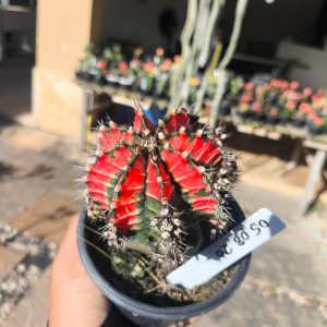 0508 20 Cacto Gymnocalycium Multicolor