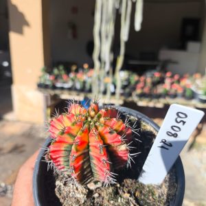 0508 21 Cacto Gymnocalycium Multicolor