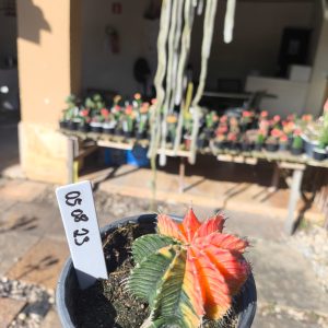 0508 23 Cacto Gymnocalycium Multicolor