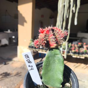 0508 24 Cacto Gymnocalycium Multicolor