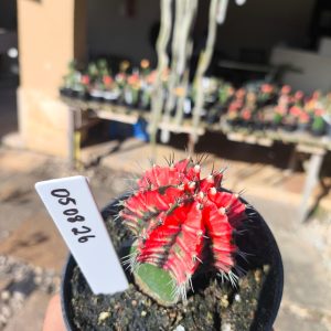 0508 26 Cacto Gymnocalycium Multicolor