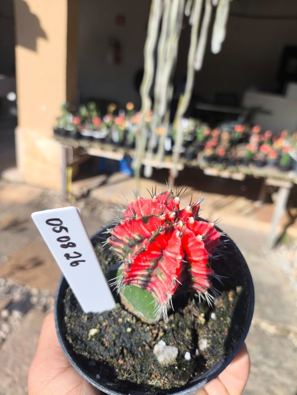 0508 26 Cacto Gymnocalycium Multicolor