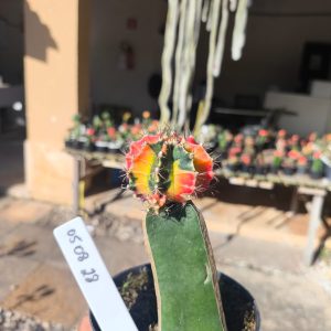 0508 28 Cacto Gymnocalycium Multicolor