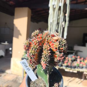 0508 29 Cacto Gymnocalycium Multicolor