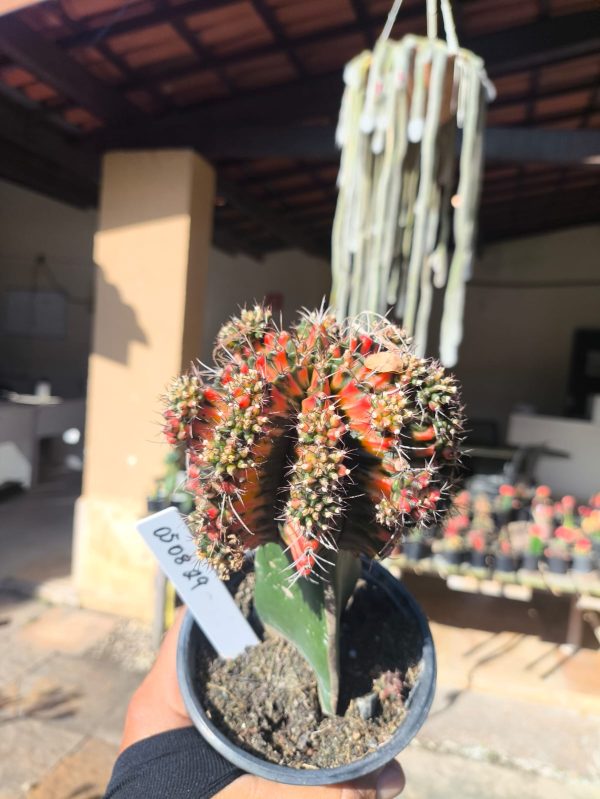0508 29 Cacto Gymnocalycium Multicolor