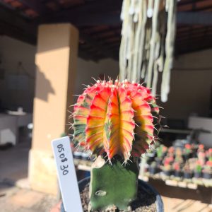 0508 30 Cacto Gymnocalycium Multicolor