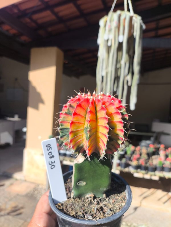 0508 30 Cacto Gymnocalycium Multicolor