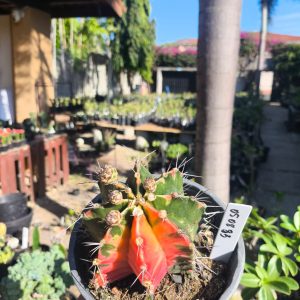 0508 33 Cacto Gymnocalycium Multicolor