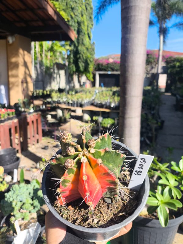 0508 33 Cacto Gymnocalycium Multicolor