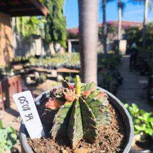 0508 34 Cacto Gymnocalycium Multicolor