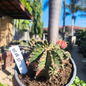 0508 35 Cacto Gymnocalycium Multicolor