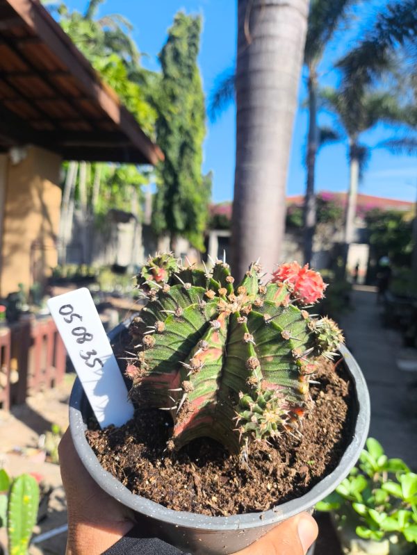 0508 35 Cacto Gymnocalycium Multicolor