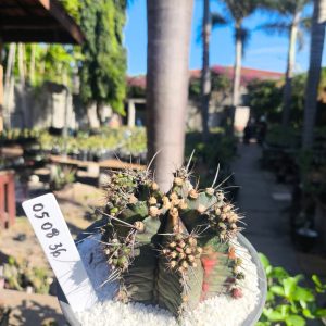 0508 36 Cacto Gymnocalycium Multicolor