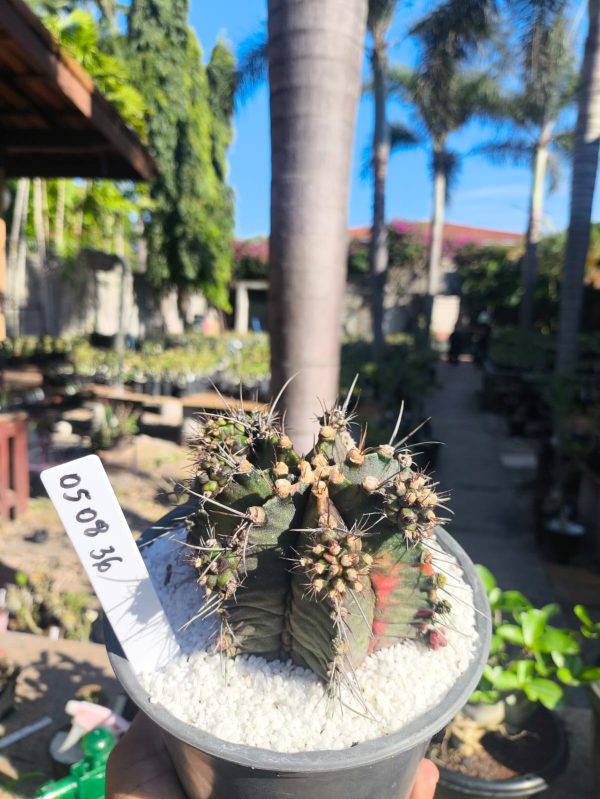 0508 36 Cacto Gymnocalycium Multicolor
