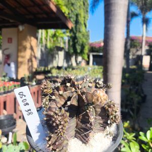 0508 38 Cacto Gymnocalycium