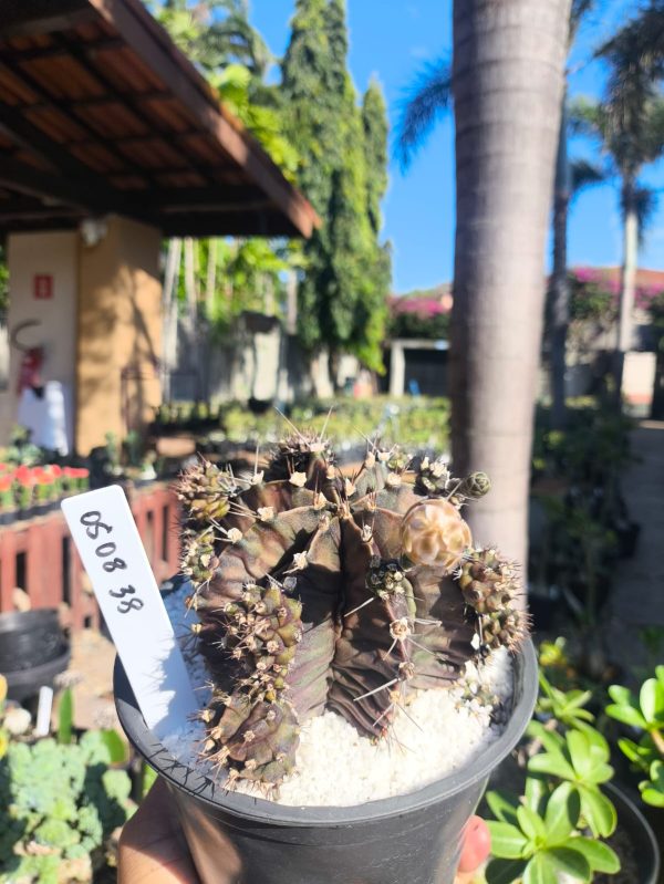 0508 38 Cacto Gymnocalycium