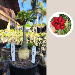 0408 87 Rosa do Deserto Variegata 500