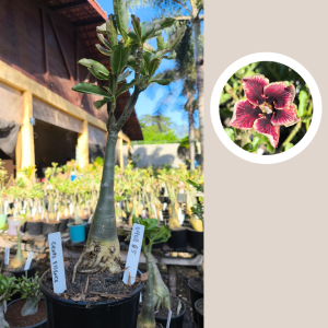 0408 85 Rosa do Deserto Grape Essence