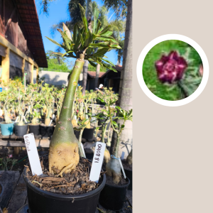 0408 81 Rosa do Deserto Godiva