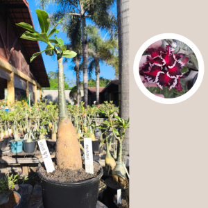 0408 79 Rosa do Deserto Akachi