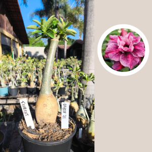 0408 71 Rosa do Deserto Florent