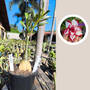 0408 62 Rosa do Deserto Ferrari