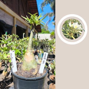 0408 44 Rosa do Deserto Crispum White