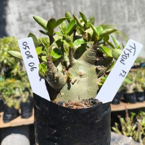 0508 06 Arabicum Tyson 12 meses