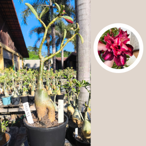 0408 73 Rosa do Deserto Samba